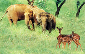 Periyar Wild Life Sanctuary