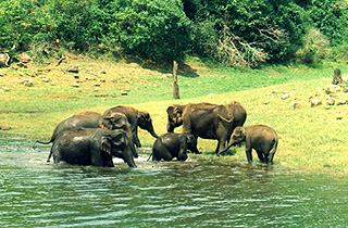 Periyar Wild Life Sanctuary